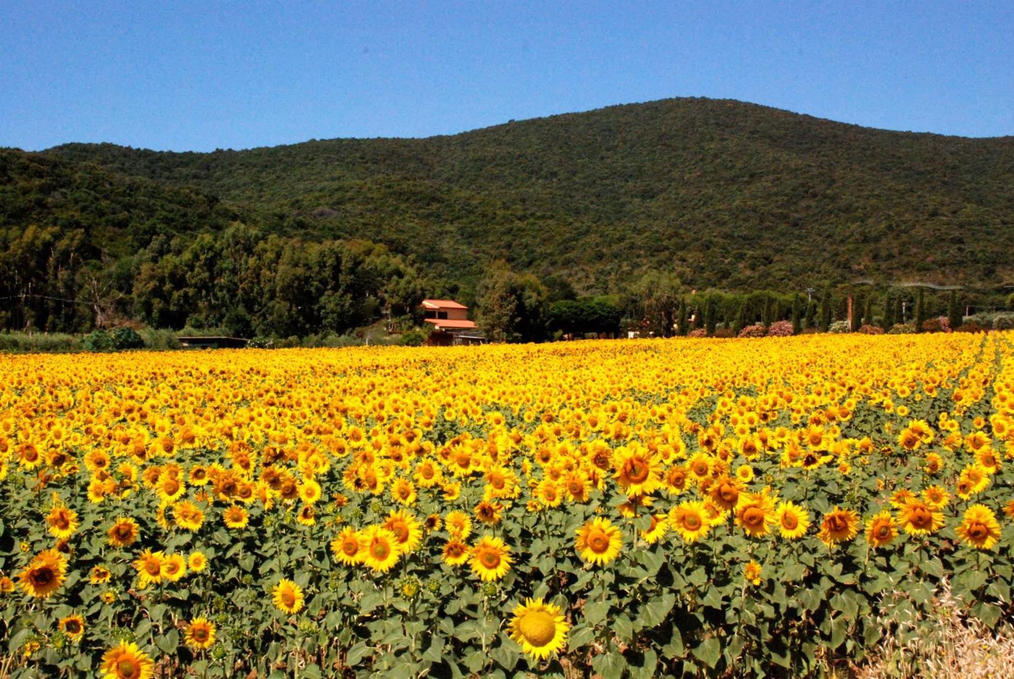 Agriturismo Valborgina Villa Castiglione della Pescaia Exterior foto